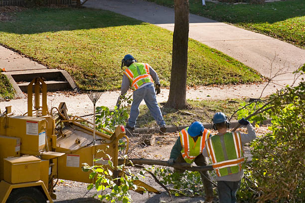 Best Emergency Storm Tree Removal  in West Liberty, KY